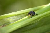 lissnuitkever  (mononychus punctum-album) 5-2023 8250